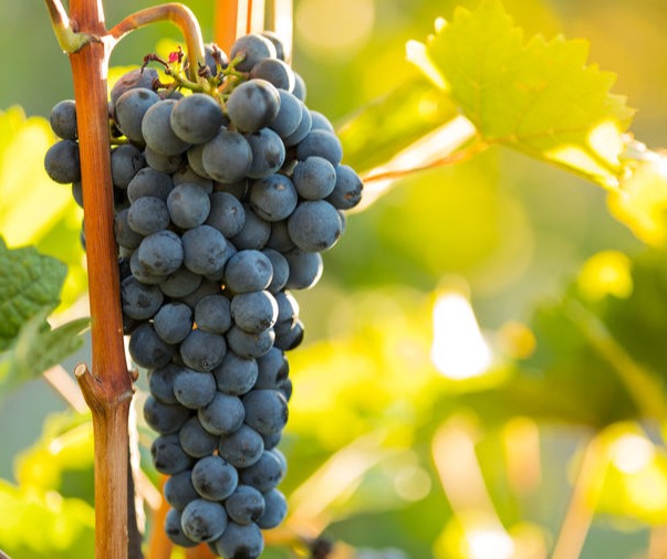 Grappe de raisins noirs