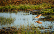 Photographie d'un oiseau dans une zone humide