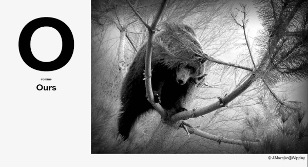O comme Ours