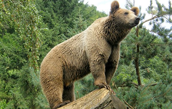 Brown bear warning shots