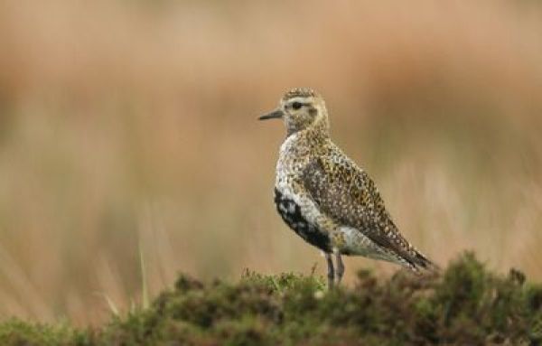 Photograph of a golden plover