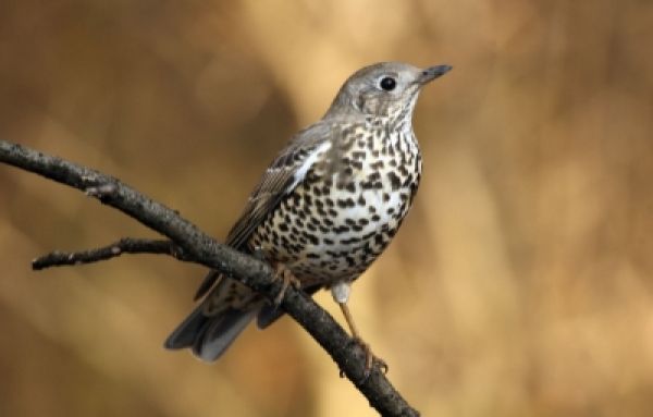 Oiseau sur une branche