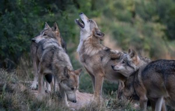 meute de loups