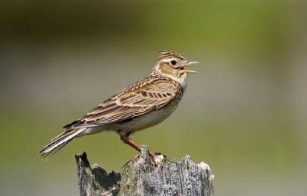 Photograph of a skylark