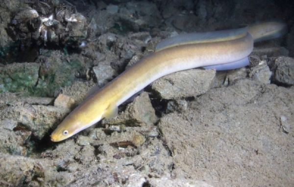 Part of the sea fishing season for eel is temporarily suspended
