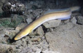 Photographie d'une anguille