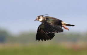 Photographie d'un vanneau huppé